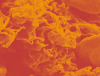 Cellex Symposium 