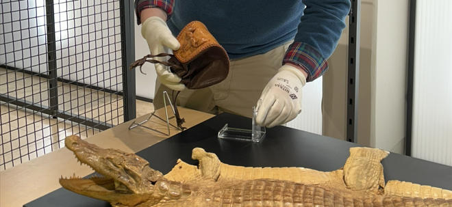 Kurator baut Inhalt einer Vitrine auf