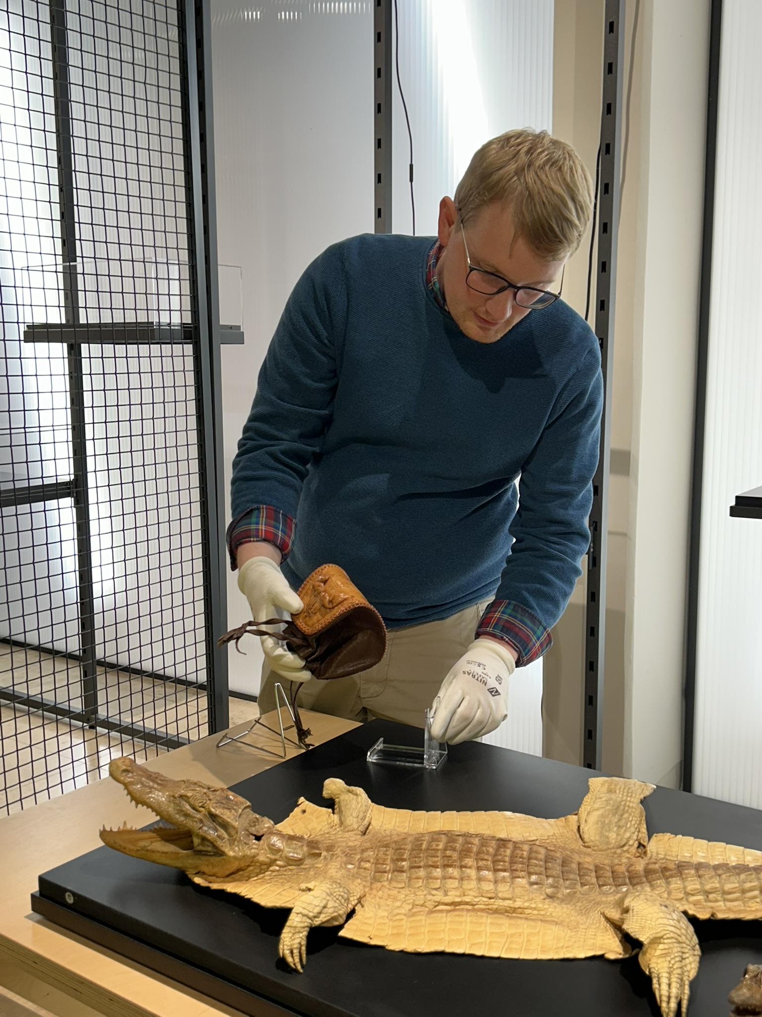 Gestaltung einer Vitrine mit ausgestopften Krokodilen