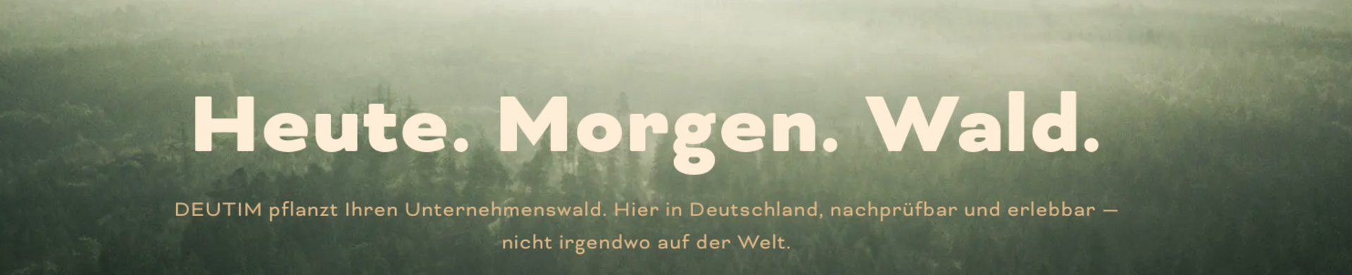 Heute Morgen Wald